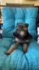 Photo №1. german shepherd - for sale in the city of Vilnius | negotiated | Announcement № 53586