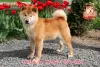 Additional photos: Shiba Inu male with FCI documents