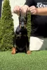 Additional photos: Doberman puppies for sale