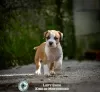 Photo №3. American Stafford Terrier puppies. Montenegro