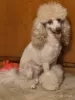 Photo №1. poodle (dwarf) - for sale in the city of Tbilisi | 370$ | Announcement № 121882