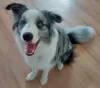 Additional photos: Border Collie / Blue merle / Show type / male / FCI / ZKwP