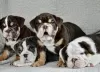 Photo №1. english bulldog - for sale in the city of Minsk | 2000$ | Announcement № 79654