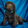 Photo №2 to announcement № 9177 for the sale of labrador retriever - buy in Russian Federation 