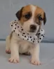 Additional photos: Jack Russell puppies