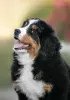 Photo №2 to announcement № 51769 for the sale of bernese mountain dog - buy in Russian Federation from nursery