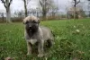 Additional photos: Turkish Kangal puppies