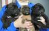 Additional photos: Cane Corso puppies