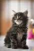 Additional photos: Maine Coon kittens