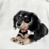 Photo №2 to announcement № 105181 for the sale of dachshund - buy in New Zealand private announcement