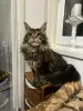 Photo №3. Maine Coon. Finland