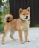 Photo №3. Shiba Inu puppies. Serbia