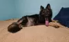 Additional photos: Long Hair German Shepherd working line puppies