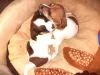 Additional photos: Jack Russell red and white boy and tricolor girl