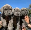 Photo №1. cane corso - for sale in the city of Fairfax | 1000$ | Announcement № 123030