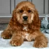 Photo №1. english cocker spaniel - for sale in the city of Bogotá | 200$ | Announcement № 45706