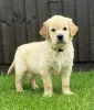 Photo №2 to announcement № 11286 for the sale of golden retriever - buy in United Kingdom private announcement