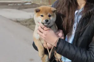 Photo №1. shiba inu - for sale in the city of Ufa | 805$ | Announcement № 1806