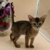 Photo №2 to announcement № 117018 for the sale of abyssinian cat - buy in Austria 