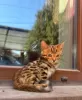 Photo №3. Wonderful Bengal kittens. Kazakhstan