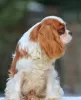 Photo №3. Cavalier King Charles Spaniel Puppy. United States