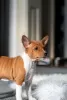 Additional photos: Basenji puppies for sale