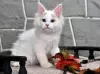 Photo №2 to announcement № 65086 for the sale of ragdoll - buy in Greece private announcement