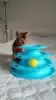 Additional photos: Purebred Abyssinian girl