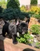 Photo №2 to announcement № 128247 for the sale of french bulldog - buy in Germany private announcement