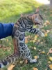 Additional photos: Gorgeous Bengal boy for breeding or pets