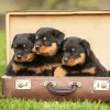 Photo №1. rottweiler - for sale in the city of Киль | 94$ | Announcement № 129430