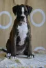 Photo №1. boxer - for sale in the city of Leskovac | negotiated | Announcement № 74748