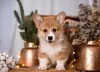 Photo №1. welsh corgi - for sale in the city of Москва | 138$ | Announcement № 33281