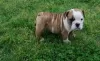 Photo №1. english bulldog - for sale in the city of Freising | 370$ | Announcement № 103855