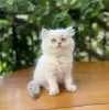 Additional photos: Golden British Shorthair Longhair Girls Boys