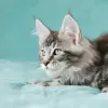 Photo №3. Maine Coon kitten. Russian Federation