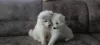 Additional photos: Samoyedic bear cubs