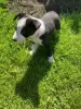 Photo №2 to announcement № 56330 for the sale of border collie - buy in Guam from nursery, from the shelter, breeder