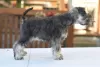 Additional photos: Miniature Schnauzer pepper and salt