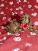 Photo №3. Mini Toy Poodle puppies for sale, Red-Brown, 4 boys. Russian Federation