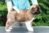 Photo №1. american akita - for sale in the city of Velikiye Luki | Is free | Announcement № 11605