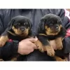 Photo №1. rottweiler - for sale in the city of Aachen | 370$ | Announcement № 103860