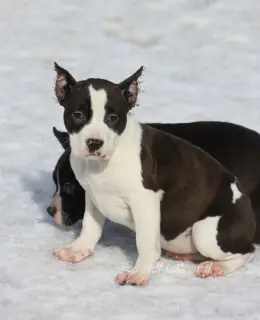 Additional photos: Amstaff puppies from ritomnik