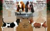 Additional photos: Basset hound puppies