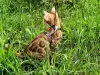 Additional photos: Bengal kittens for sale