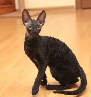 Photo №1. cornish rex - for sale in the city of Москва | 716$ | Announcement № 3365