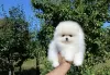 Photo №1. pomeranian - for sale in the city of Гамбург | 380$ | Announcement № 128314