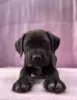 Photo №2 to announcement № 11408 for the sale of cane corso - buy in Poland private announcement