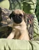 Additional photos: Pug puppies