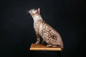 Photo №4. I will sell bengal cat in the city of Krasnoyarsk. private announcement - price - Negotiated